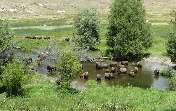 A herd of bison ford a river in the National Bison Range